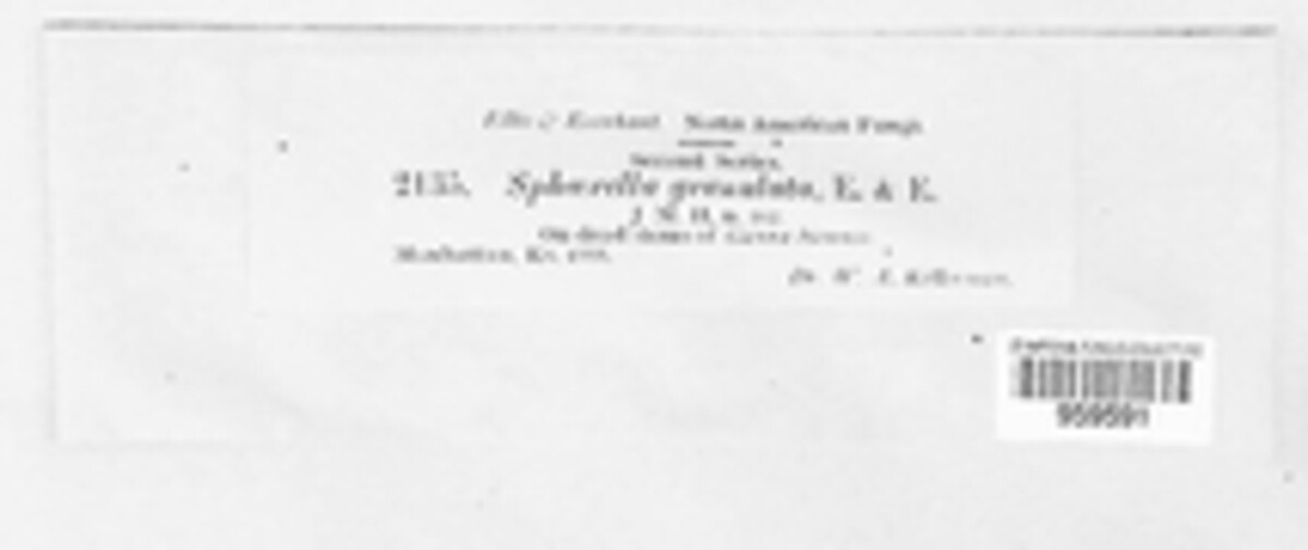 Sphaerella granulata image